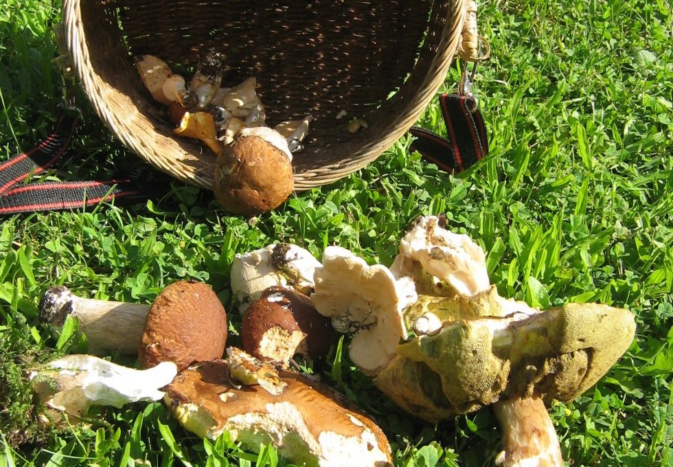 Velouté aux cèpes